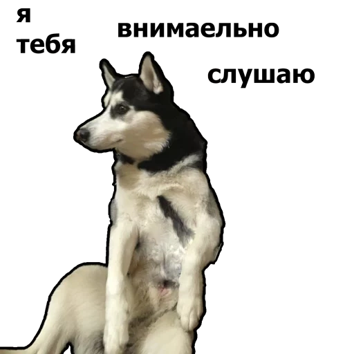 husky, malamut, husky husky, cachorro husky, husky siberiano