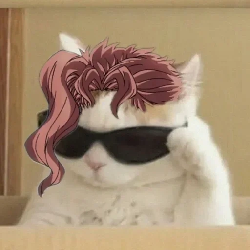 seal, cool cat meme