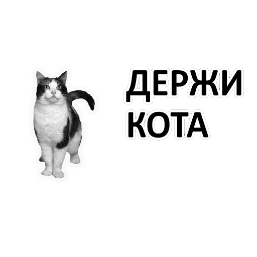 die katze, cat, die katze macht ein geräusch, cut the cat, cat black and white
