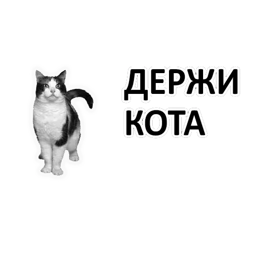 кот, cat, кот вжух, кот вырезанный, кот черно белый