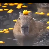 Kapibarapov