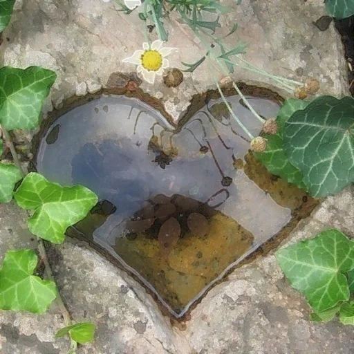 жабы, садовые идеи, хлебная жаба, сердце цемента, домашнее растение