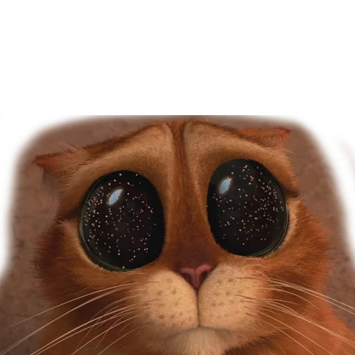 gato shrek, gato shrek, olhos de gato shrek, olhos do gato shrek