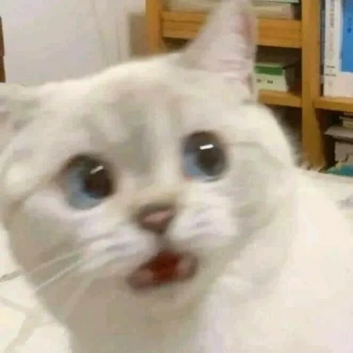 cat, cat meme, waska cat, white cat meme, cute cat meme