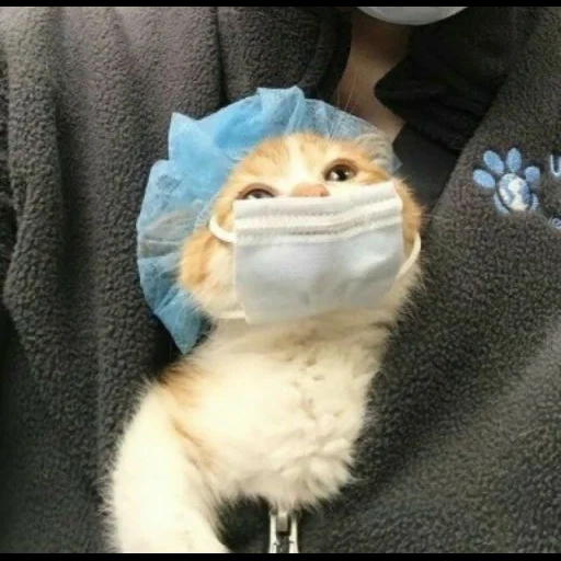 chat, le chat est drôle, chats drôles, animaux drôles, chaton avec un masque médical