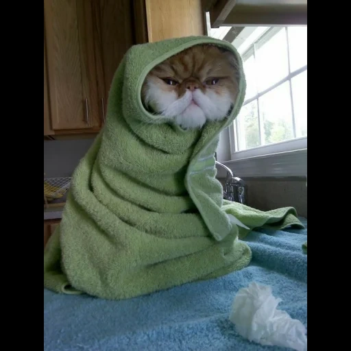 seal, cat lattice, baby seal, funny cat, towel cat