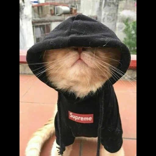 gato, gato suprim, os gatos são engraçados, os gatos são engraçados, cat meme supime