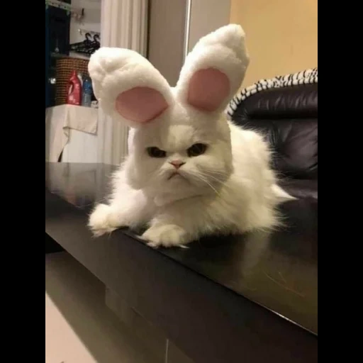 coelhinho, evil bunny, gato engraçado, os animais são fofos, um gato descontente