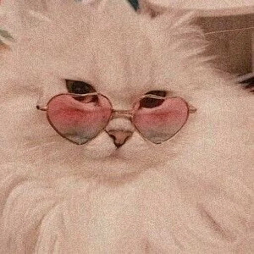 chat, lunettes roses, les chats mignons sont drôles