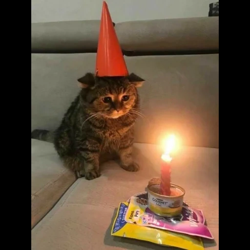 cat, wizard 101, tokyo s revenge, sad seal hat, unfortunate the clock is ticking