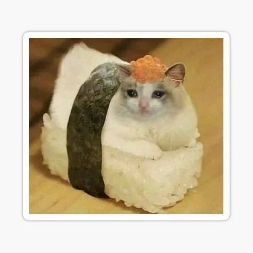 chat, chat de sushi, rouleaux de sushi, sushis de chat, blagues aux chats aux larmes 2019 drôles chats chats
