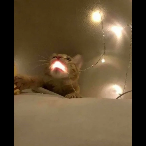 кот, demotion, сонный котенок, сумасшедшая кошка, огонь демотиватор