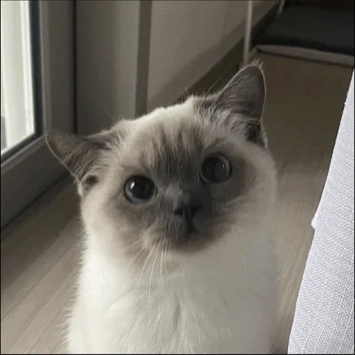 gato, cão do mar, cat siamese, gato de boneca de pano, gato conectado