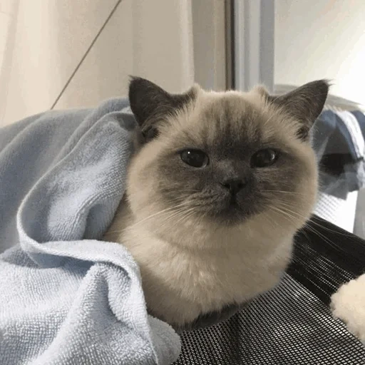 gato, gato, lindo sello, focas de foca, gatito encantador