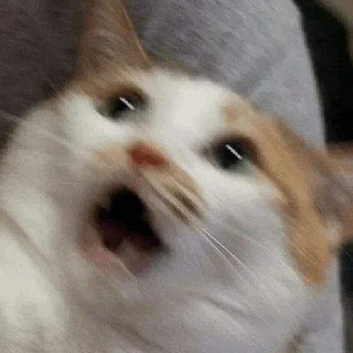 cat meme, mem cat, a screaming cat meme, the cats are funny, cute cats are funny