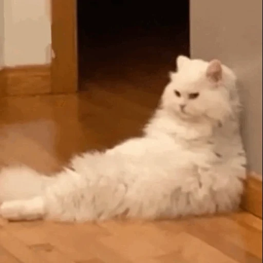 кот, пушистый кот, белая кошечка, персидская кошка, белый пушистый кот