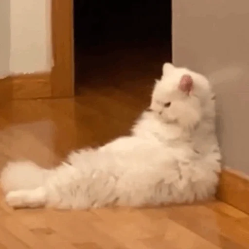 kucing, kucing, kucing halus, kucing anggora, kucing berbulu putih