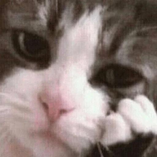 the cat is crying, sad cat, cats cry a meme, sad cat meme, crying cat meme