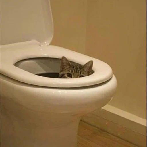 banheiro, banheiro, gato engraçado, desça do vaso sanitário