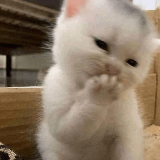 cão do mar, falcões fofos, gatinho peludo, gatos fofos são engraçados, gatinho encantador