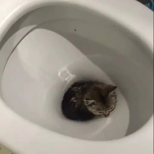 cat, cat, the cat is toilet, funny cats, kitten toilet