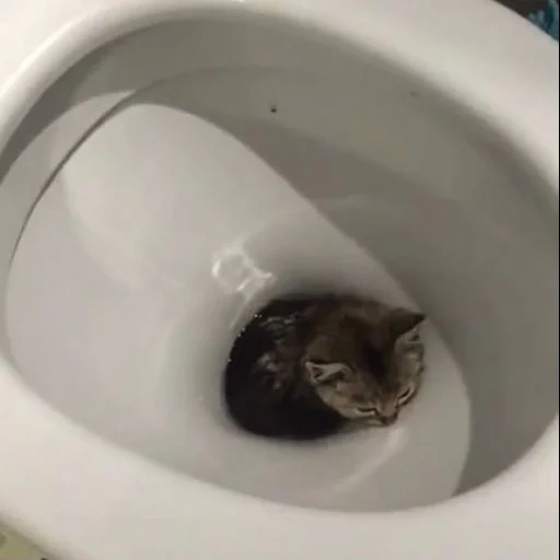 katze, der kater, die katze ist toilette, lustige katzen, kätzchen toilette