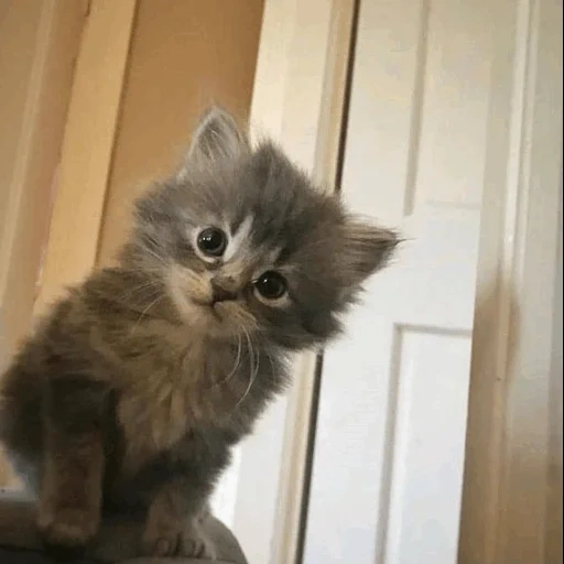 cat, kittens, a cat, gray kitten, fluffy gray kitten