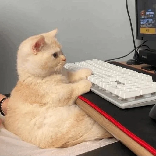 busy cat, no trabalho, gato engraçado, computador gato, o gato está sentado em frente ao computador