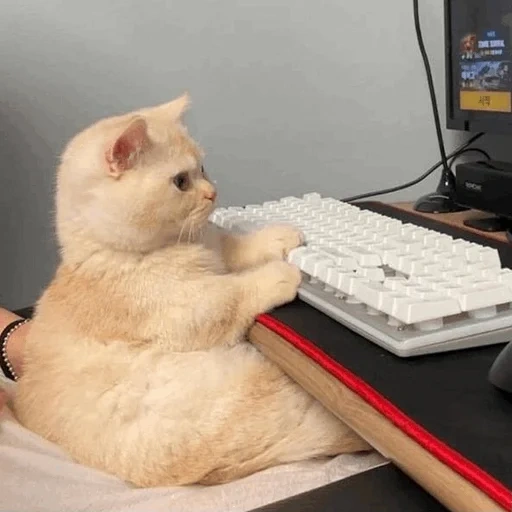 beschäftigte katze, bei der arbeit, lustige katzen, katzencomputer, die katze sitzt am computer