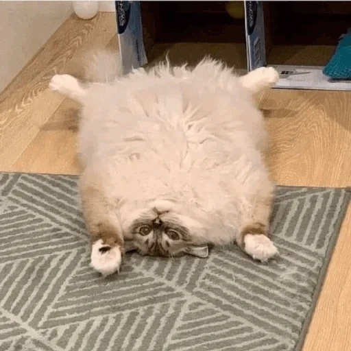 cat, the cat is thick, fluffy cat, fat cat, funny animals