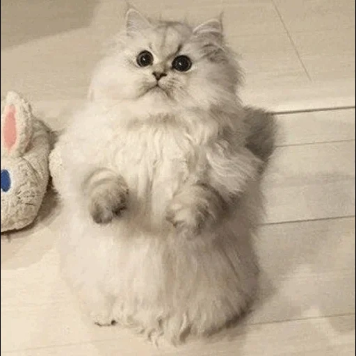 chat, chat, chat persan, persian chat bleu merl, chat chinchilla persan