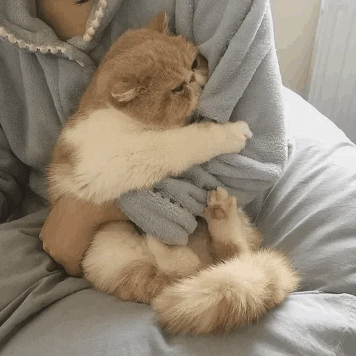 gato lindo, lindo sello, estética de focas, lindo gato es divertido, linda mascota