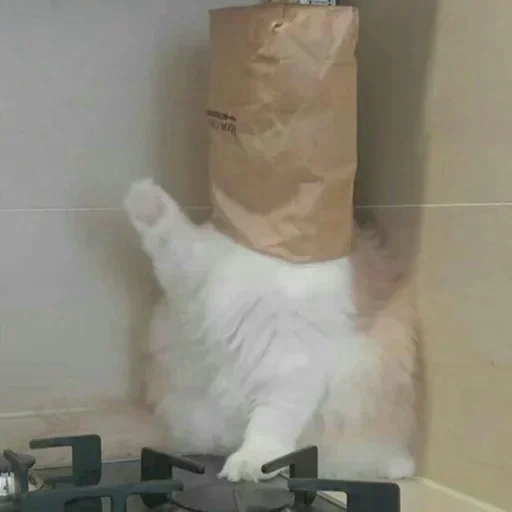 cat, cat, funny cats, the cats are funny, cats with a bag of head