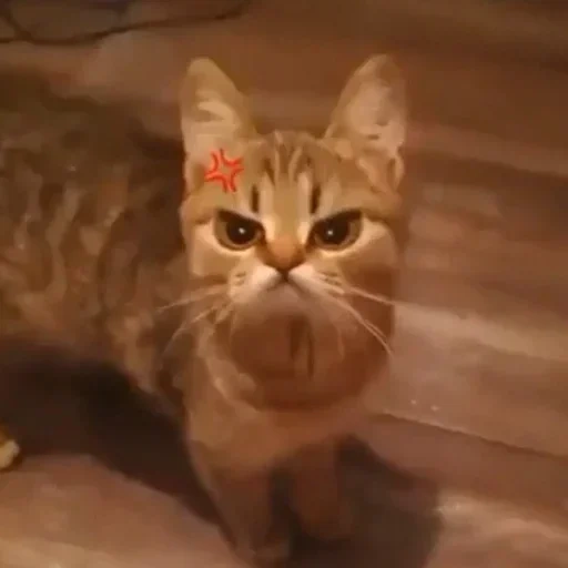 kucing, kucing, kucing, kucing jahat, kucing lucu