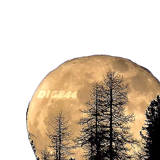 луна дерево, круглая луна, большая луна, луна дерево суперлуние, огромная луна горизонте