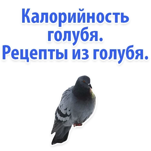 pigeon, pigeon gris, pigeon bleu, pigeon pigeon, pigeon du matin