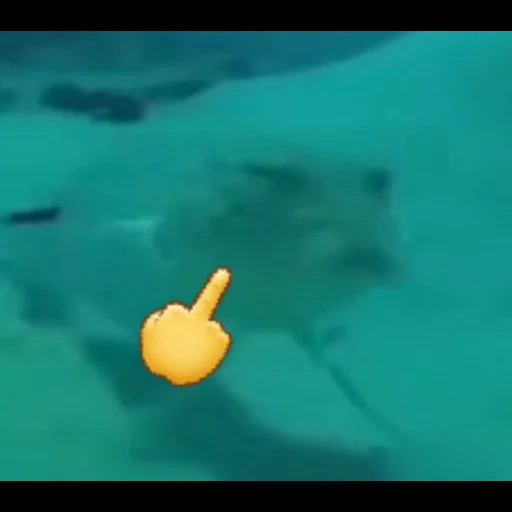 человек, средний палец, геленджик 2006 мем, подозрительная рыба фугу, подозрительная рыба смешно