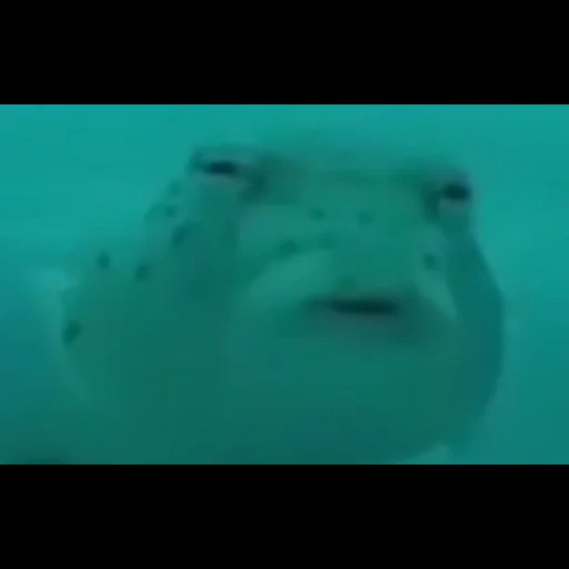 human, meme fish, fogu fish, fish still this meme, suspicious fish fugue