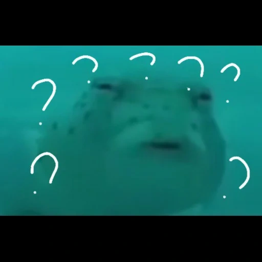 child, fish meme, fogu fish, animals, suspicious fish fugue