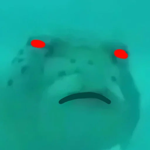 giphy, die meme der fische, der kugelfisch, der verdächtige fisch, verdächtiger kugelfisch
