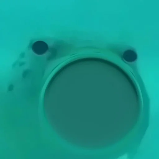 lupa, humain, meme de fugu de fing, fish pimem chante un mème, fugue de poissons suspects