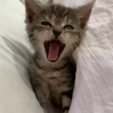 cat, seal, cat, kitten, a yawning cat