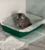 gato, gato, bandeja de gatinhos, gatinhos banheiros, banheiro de gato