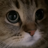 kucing, kucing, mlem cat, kucing sedih, anak kucing itu sedih