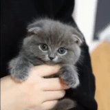 scottishford, hanging-eared kitten, scottish drooping-eared cat, scottish drooping-eared kitten, british small drooping-eared cat