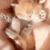 seal, kitten, cat's paw, kitty red, a charming kitten