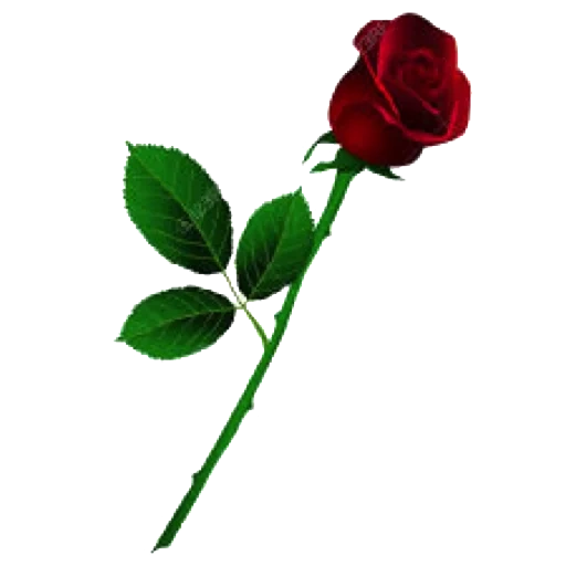 rose, rose, rosas longas, rosa vermelha, rosa russa