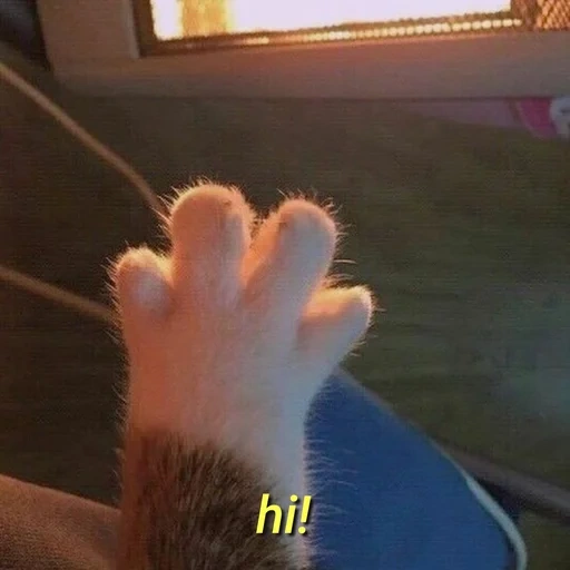 cat, cat, kotik's paw, kotik's foot, cat's paws
