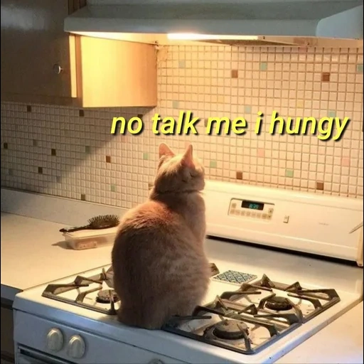 kucing, kucing, seal, kucing di dapur, binatang lucu