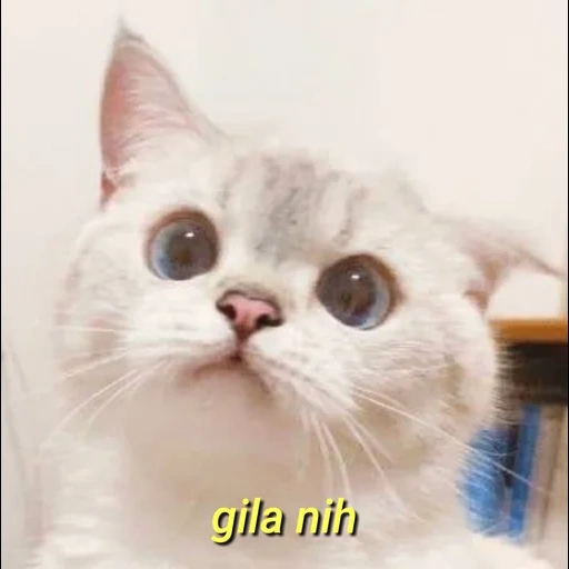 котик, котик мем, милые котики, милый котик мем, котики мемы милые